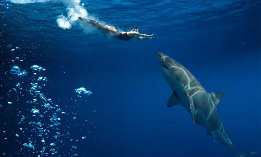 https://hawaiisharkencounters.com/shark-cage-diving/